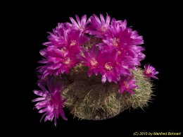 Sulcorebutia mentosa v. mentosa HS48 2266